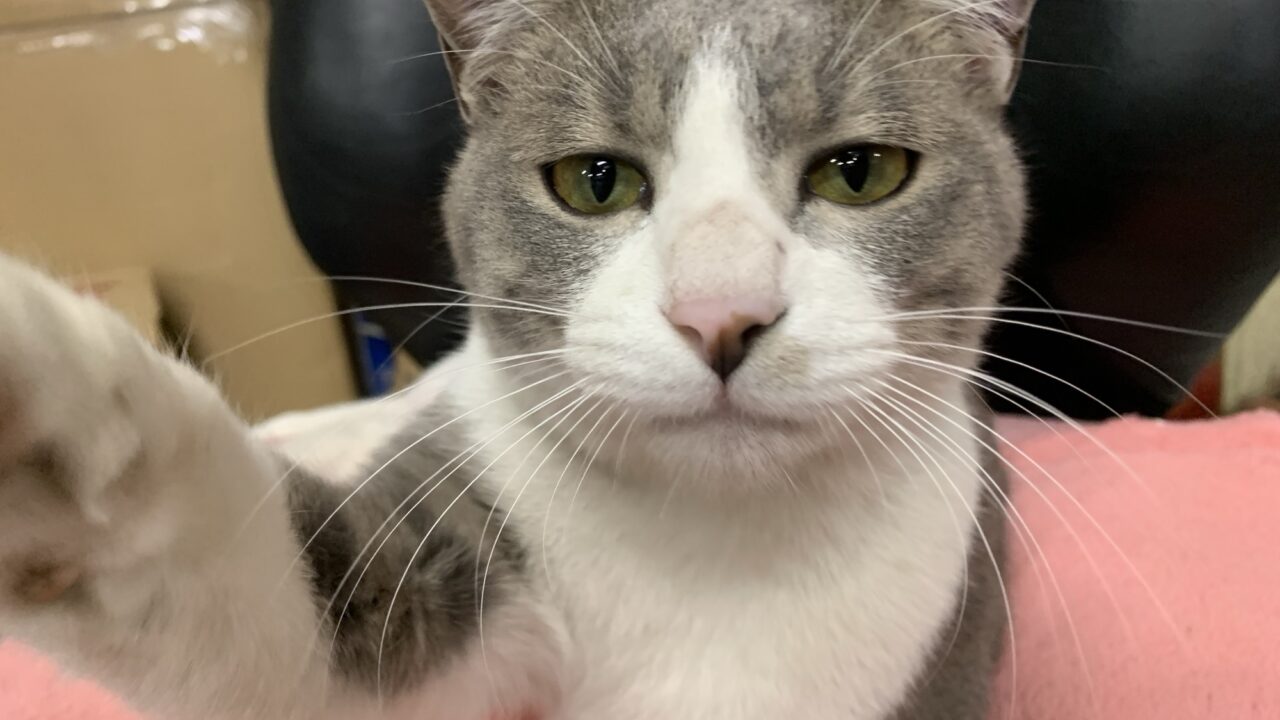 灰色と白の縞の猫がこちらに前足パンチをしている（二代目ちび）