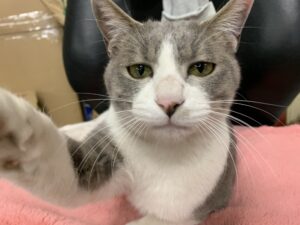 灰色と白の縞の猫がこちらに前足パンチをしている（二代目ちび）